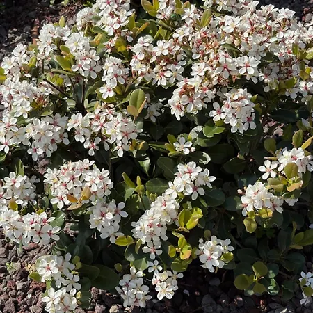 فندق مبيت وإفطار Iris 3*