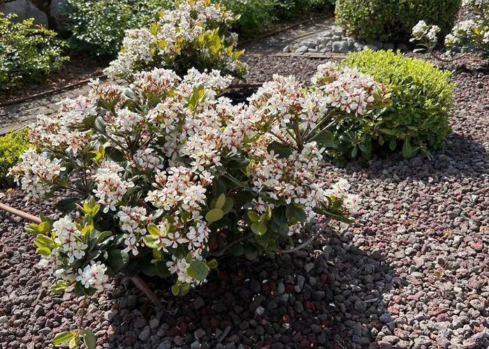 Panzió Iris Mošćenička Draga